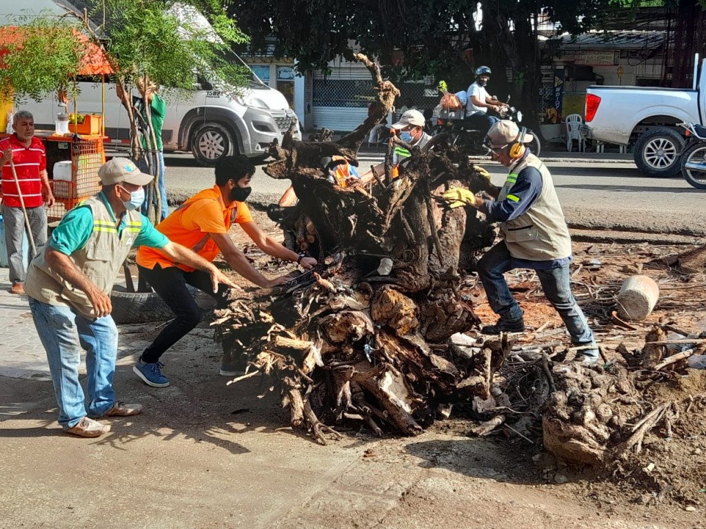 funcionarios talando árbol en riesgo de caer