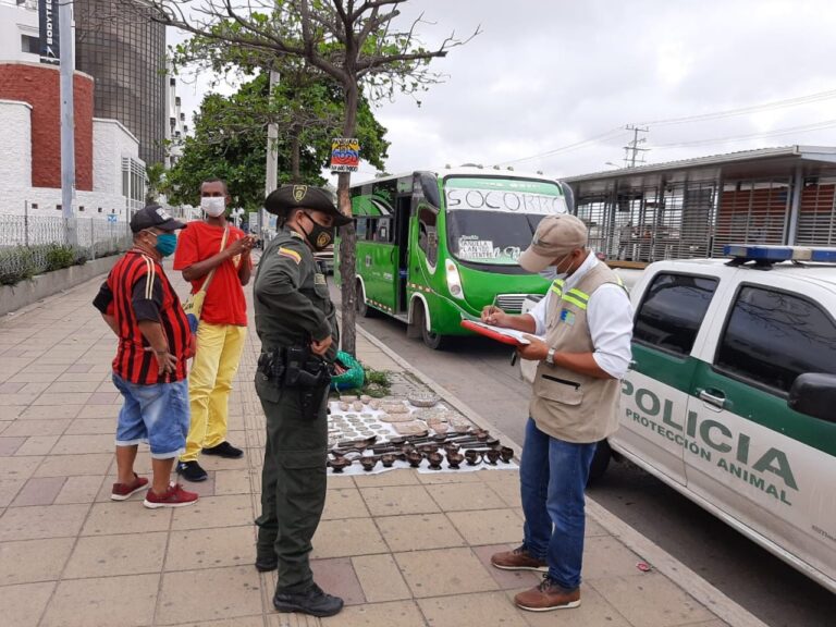funcionarios decomisando artesanías hechas con caparazón de tortuga carey