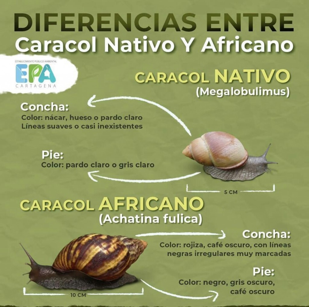 BANNER CARACOL AFRICANO