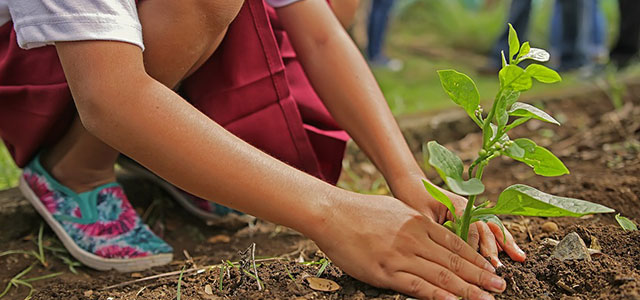 Imagen de niña plantando un árbol