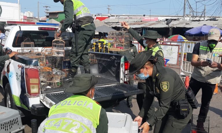 funcionarios decomisando aves silvetres en mercado de bazurto