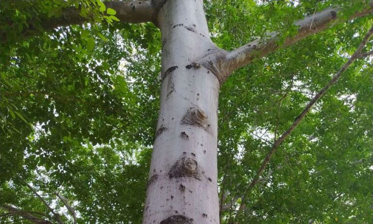 árbol
