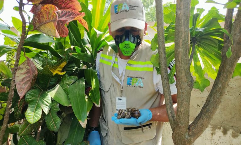 fotografía de funcionario de epa con caracoles africanos