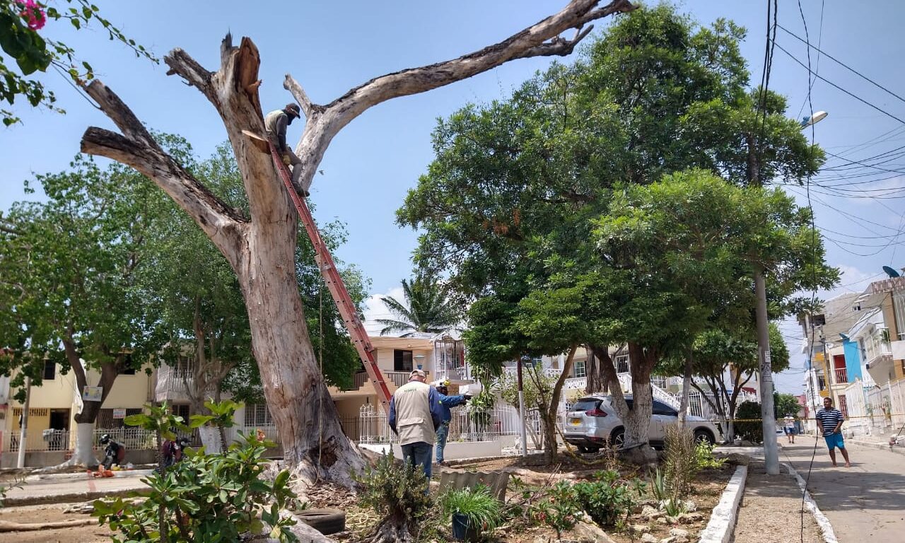 funcionarios atienden caso de árbol en peligro de volcamiento
