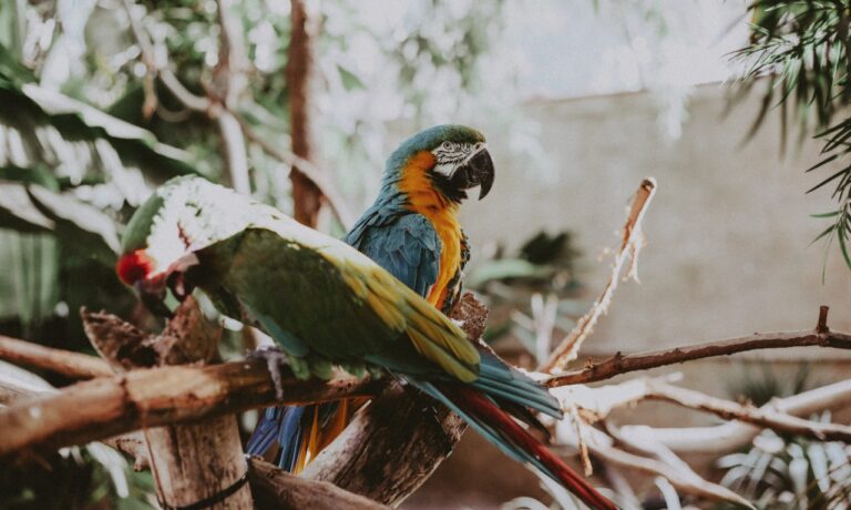 FOTOGRAFÍA DE DOS GUACAMAYOS