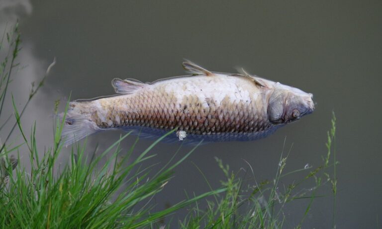 MUERTE DE PESCADO POR CONTAMINACIÓN