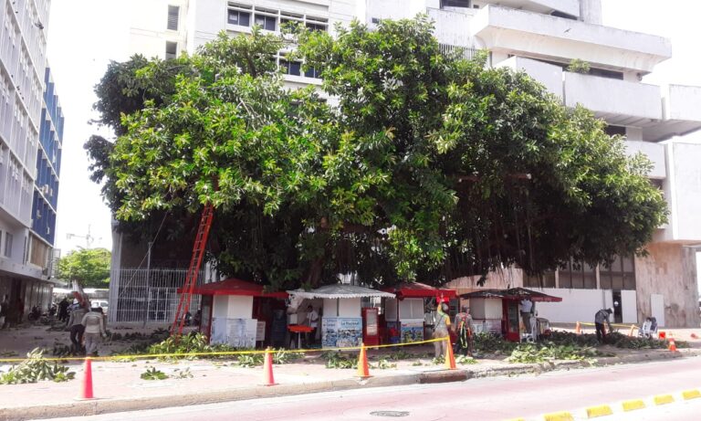 funcionarios del epa y afinia realizando podas técnicas en el centro historico