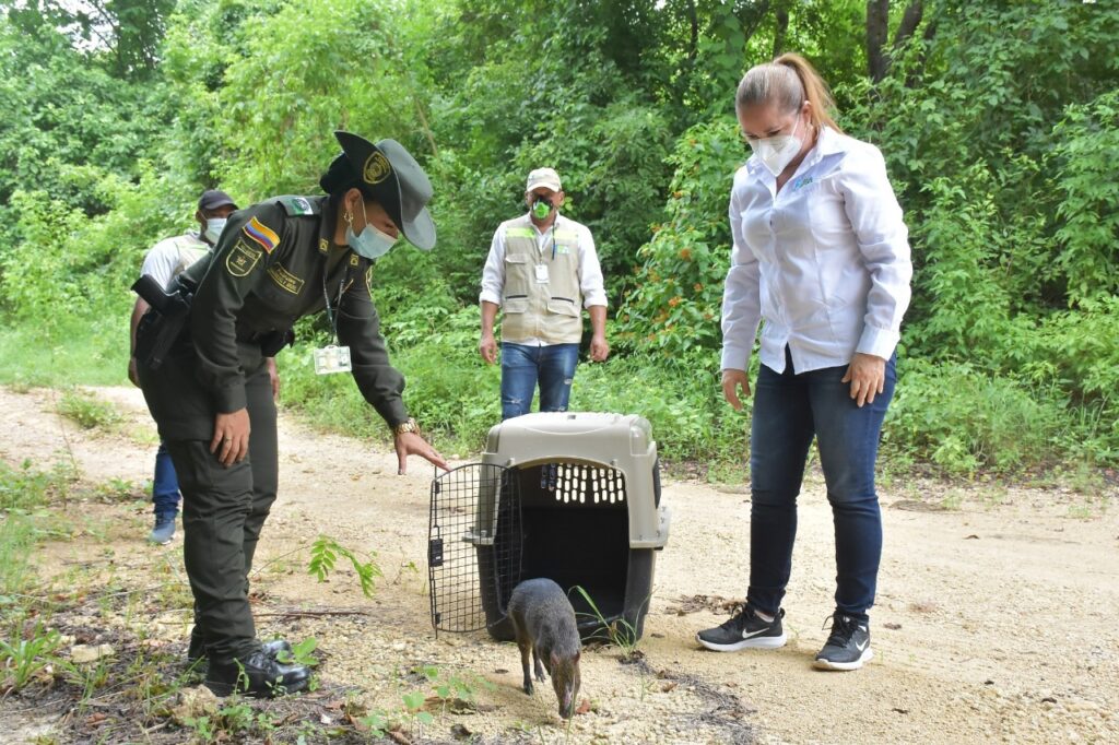 EPA Cartagena, Policía ambiental y la Guardia Ambiental en campaña operación libertad de animales silvestres en cautiverio