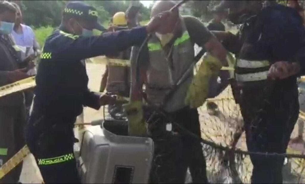 Funcionarios rescatan Chigüiro, atrapado en el sistema de alcantarillado