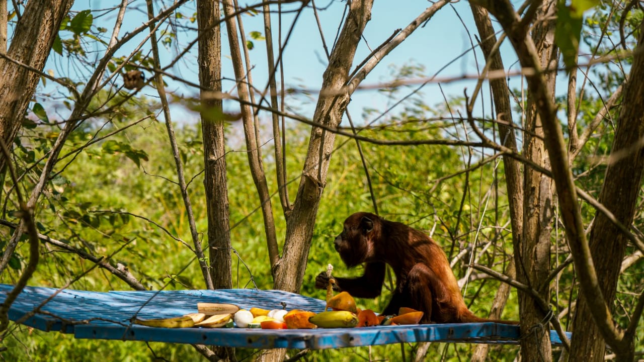 mono aullador comiendo frutas en su habitat