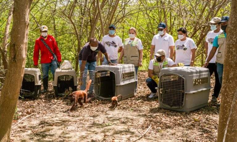 funcionarios liberando fauna silvestre en su habitat