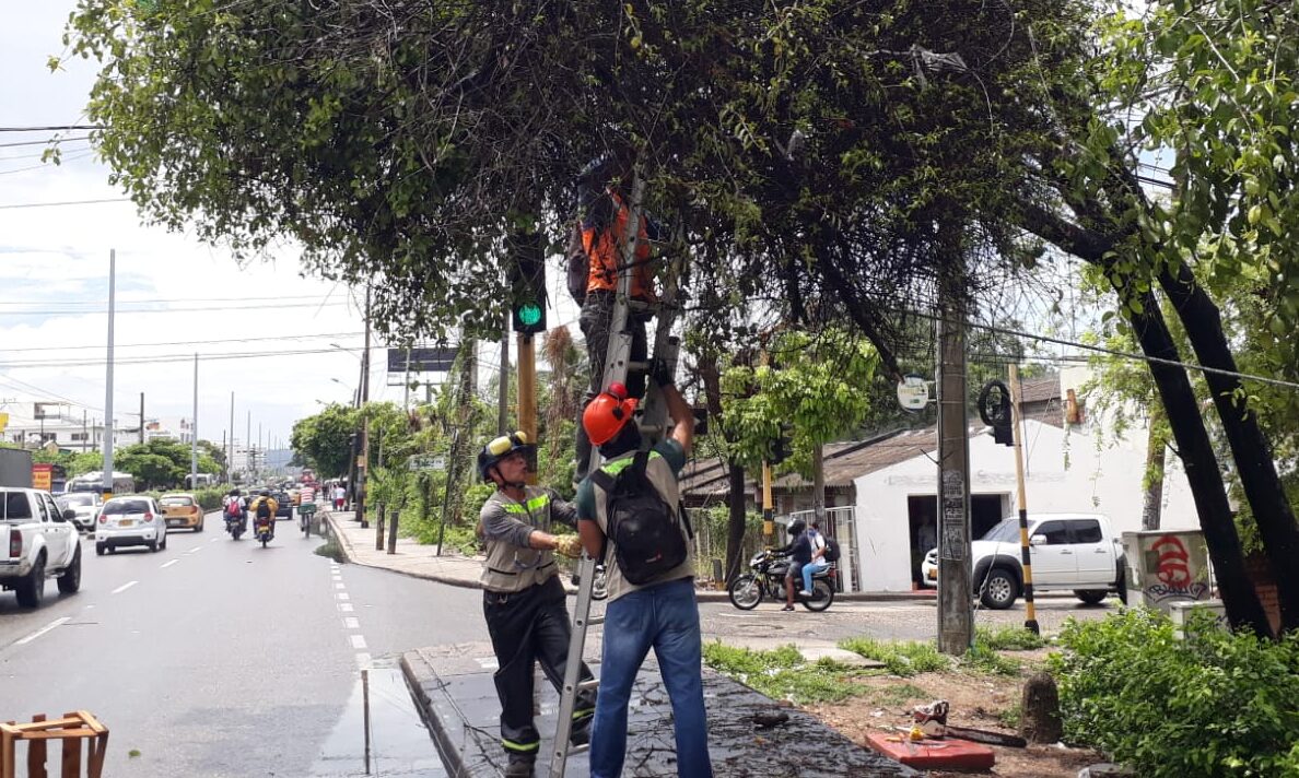 funcionarios realizando inspeción y poda de árboles por ocasión de lluvias