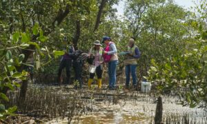 EPA Cartagena instala Estaciones de Monitoreo de Carbono en sectores de manglar de la Ciénaga de la Virgen