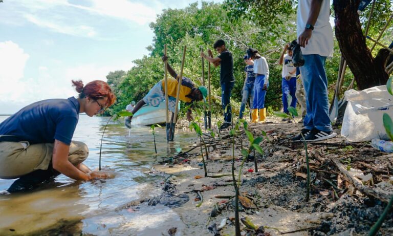 Jóvenes en jornada de limpieza y siembra de mangle en ciénega de la virgen
