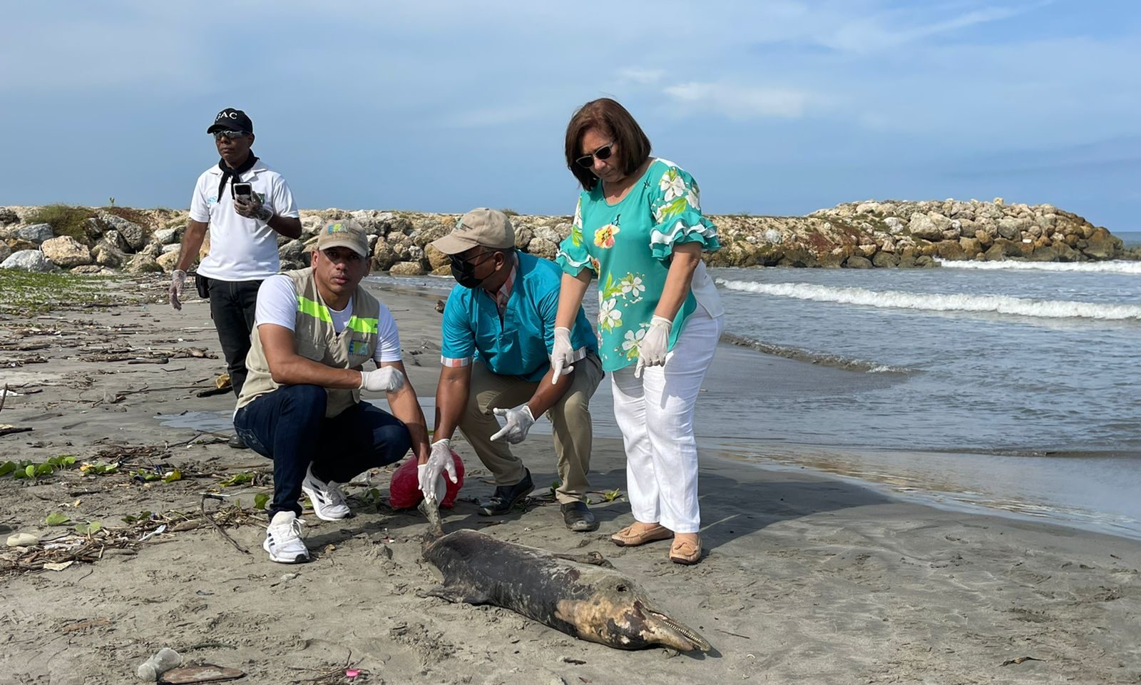 EPA recoge cadáver de delfín hallado en playas de Crespo.