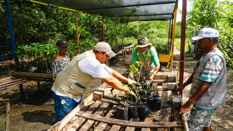 Preparación para siembra de manglar