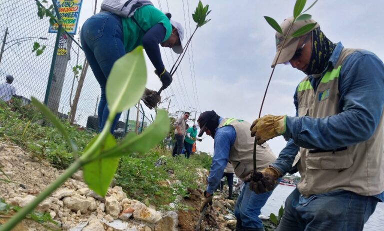Funcionarios en siembra de plántulas de mangle