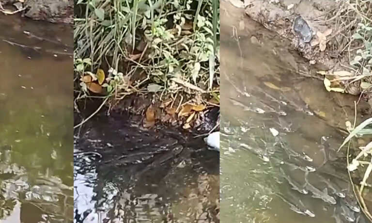 imagen de llegada de peces a caño en el barrio Policarpa