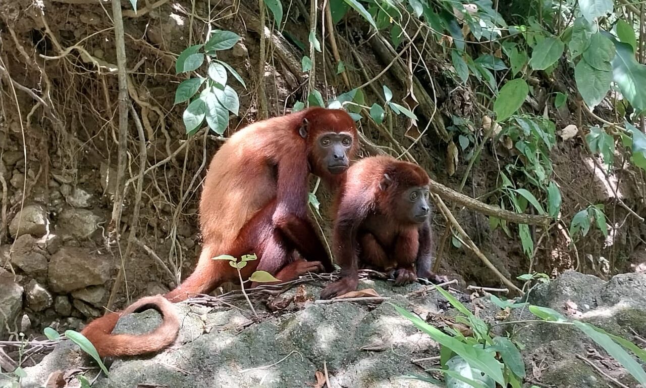 Fotografía de monos aulladores liberados