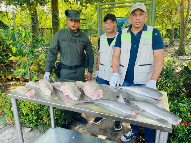 Funcionarios en control, vigilancia y decomiso de carne de tiburón en mercado de bazurto