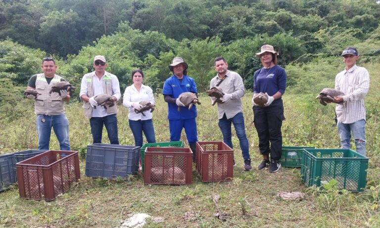 Funcionarios liberando morrocoyas