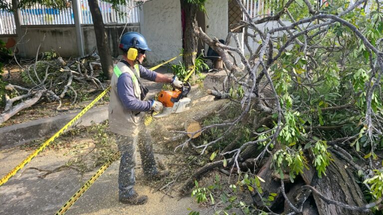 EPA CARTAGENA INSPECCIONA ÁRBOLES EN INSTITUCIONES EDUCATIVAS DEL DISTRITO PARA GARANTIZAR ENTORNOS ESCOLARES SEGUROS