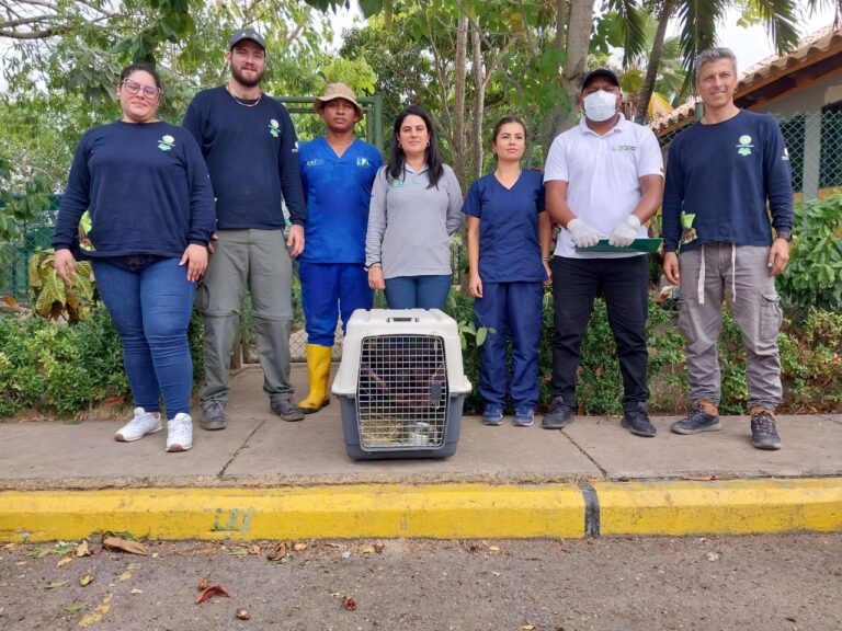 EPA Cartagena recibe monos de Corantioquia para su tratamiento y liberación en su hábitat