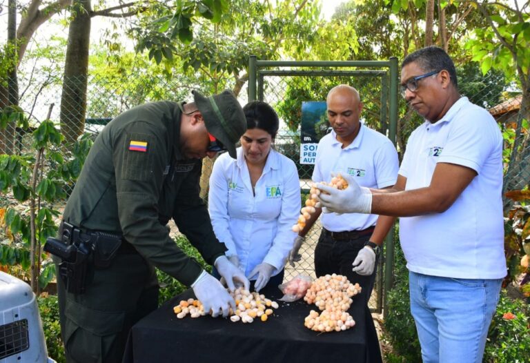 EPA Cartagena y Policía Ambiental controlan venta y consumo de huevos de iguana e hicoteas