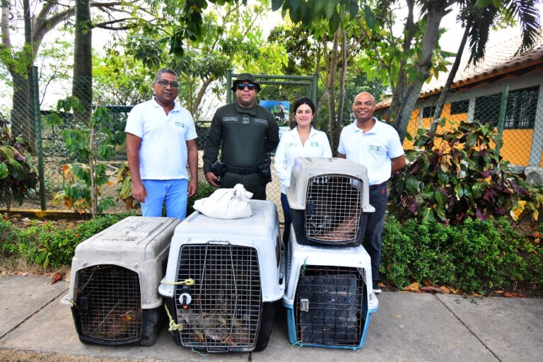 Siguen rescates y liberaciones de animales silvestres en Cartagena.