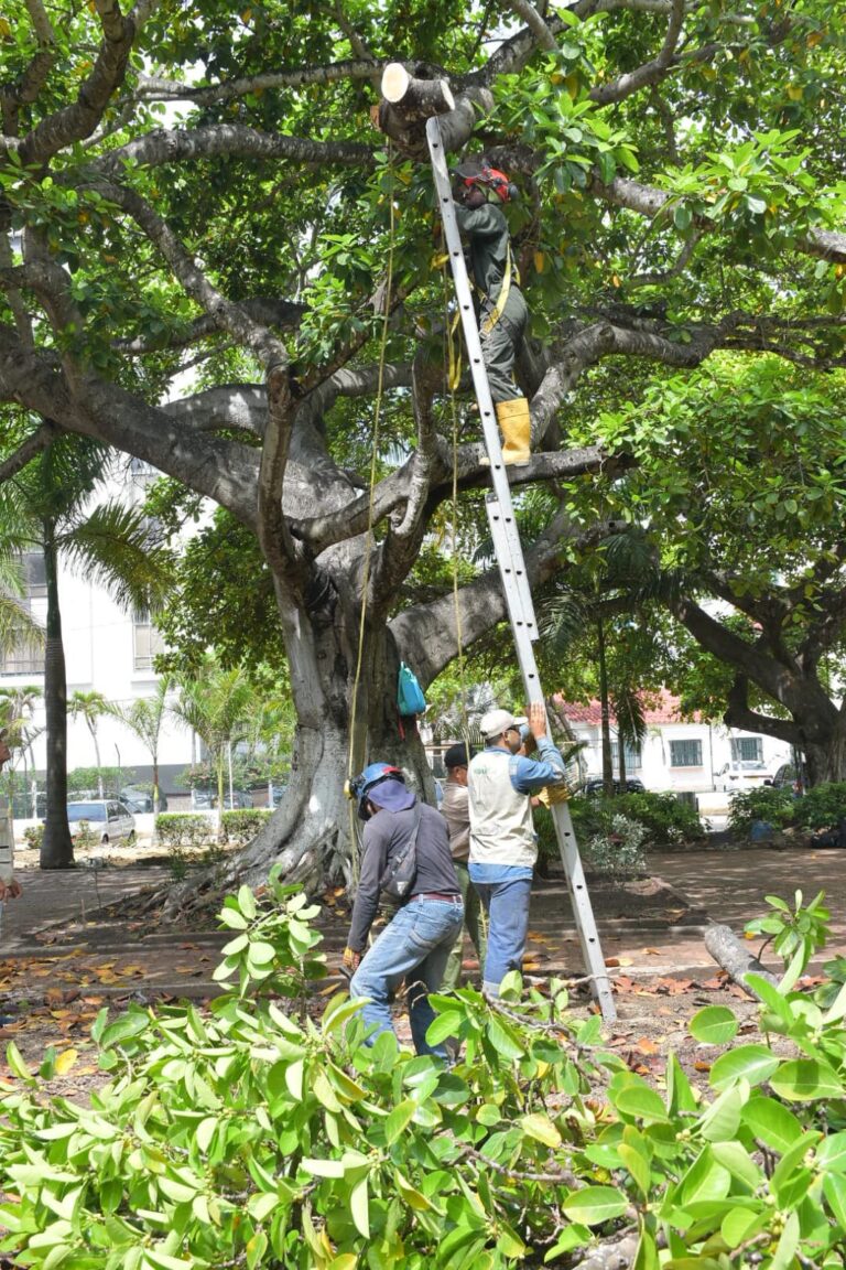 EPA CARTAGENA ADELANTA PLAN DE CHOQUE CONTRA ‘PAJARITA’, PLANTA PARÁSITA QUE DEBILITA LA CORTEZA DE LOS ÁRBOLES
