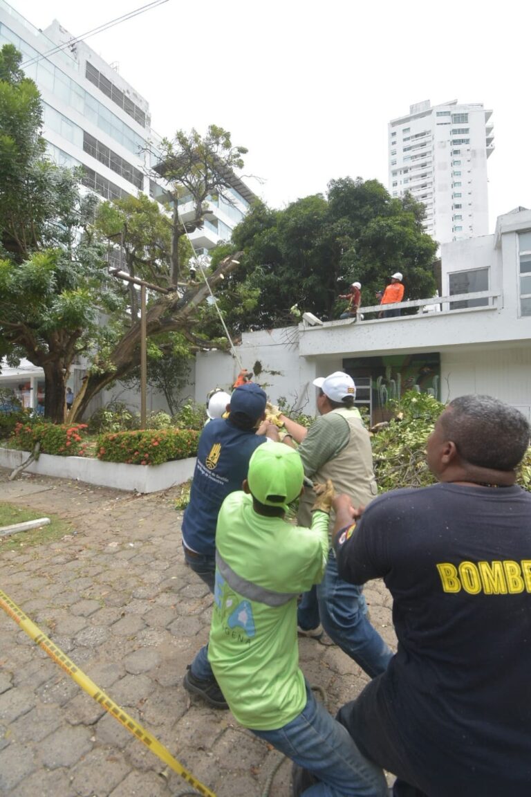 Distrito articulado atiende emergencias por caída de árboles y continúa intervenciones preventivas en otros