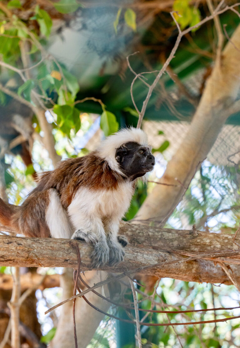 Cada día es una nueva oportunidad de vida para la fauna silvestre atendida por EPA Cartagena