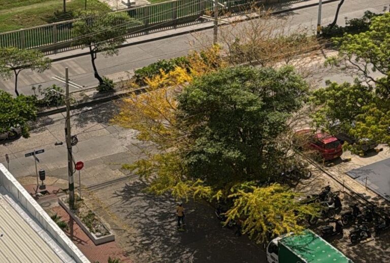 ALCALDÍA Y EPA CARTAGENA RECHAZAN PRESUNTO ENVENENAMIENTO DE ÁRBOLES EN BOCAGRANDE