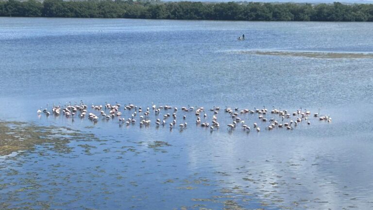 ¡Hermoso! Más de 100 flamencos han sido avistados en la Ciénaga de la Virgen