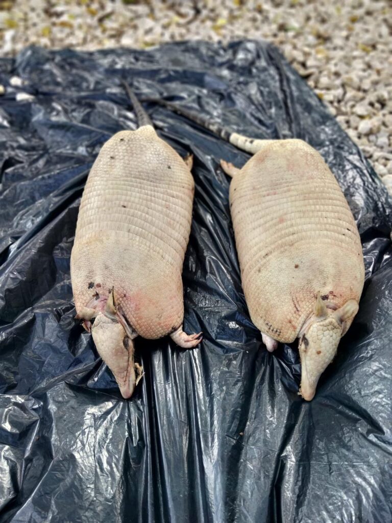 carne de armadillos incautada en operativo liderado por EPA Cartagena