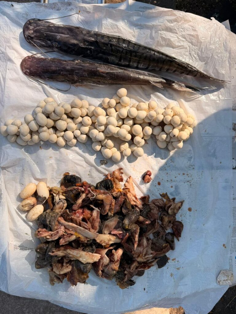 carne y huevos incautados en operativo liderado por EPA Cartagena