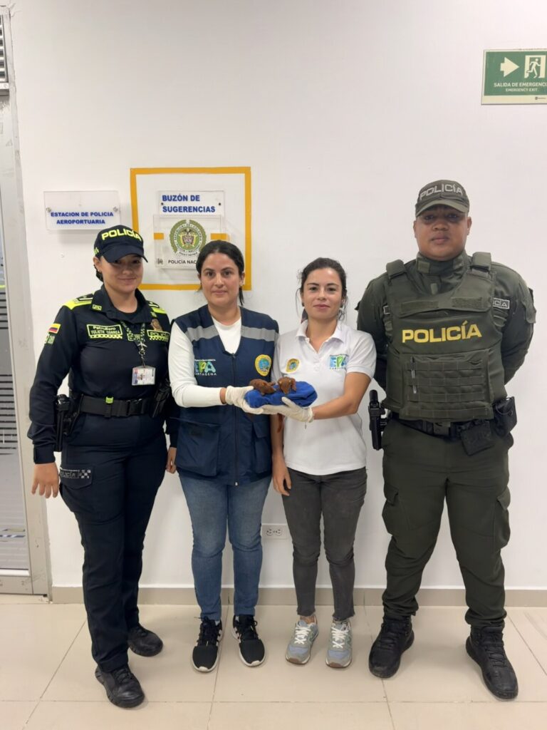 EPA Cartagena recibió dos ardillas que habrían sido drogadas para sacarlas ilegalmente del país
